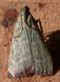 Olive Arta